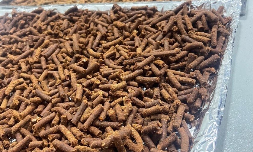 “버려지던 새우 머리가 황금 알로”....