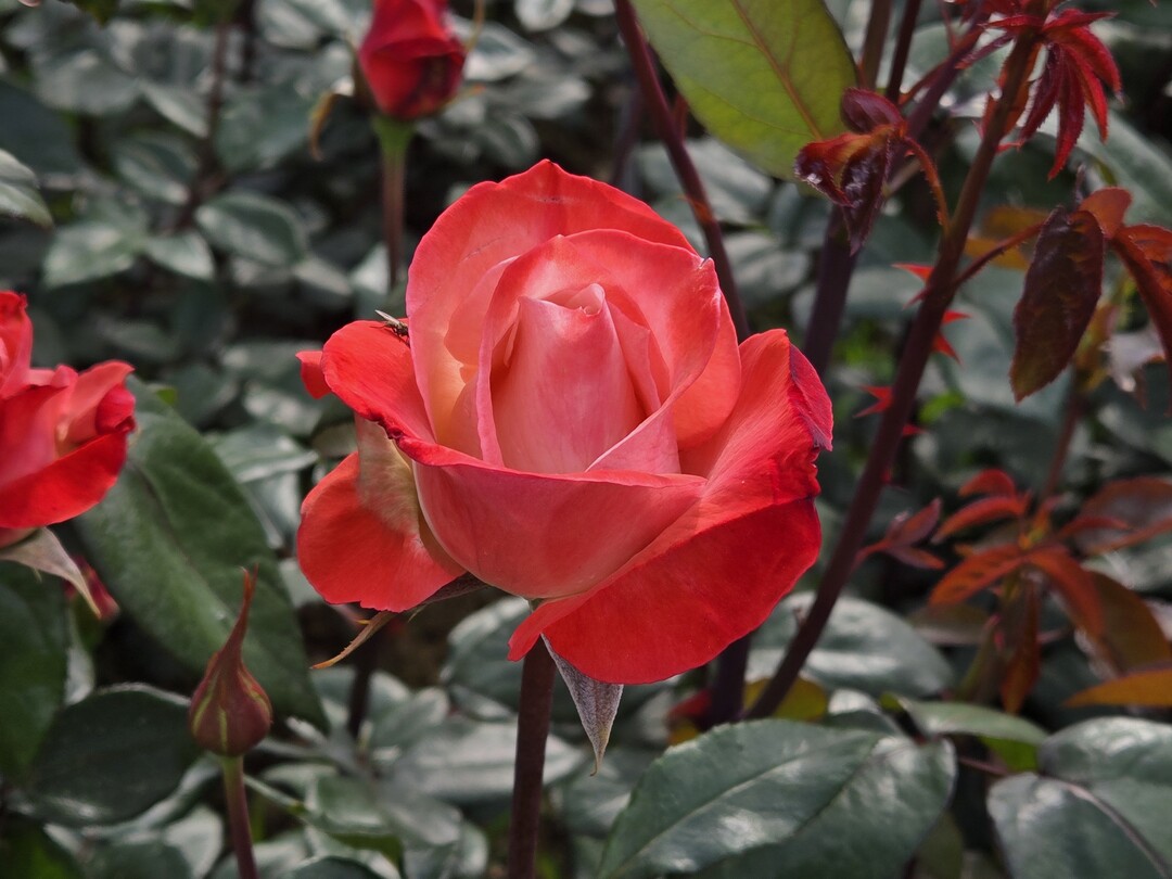 변화무쌍한 기후와 오염된 대기속에서 ...