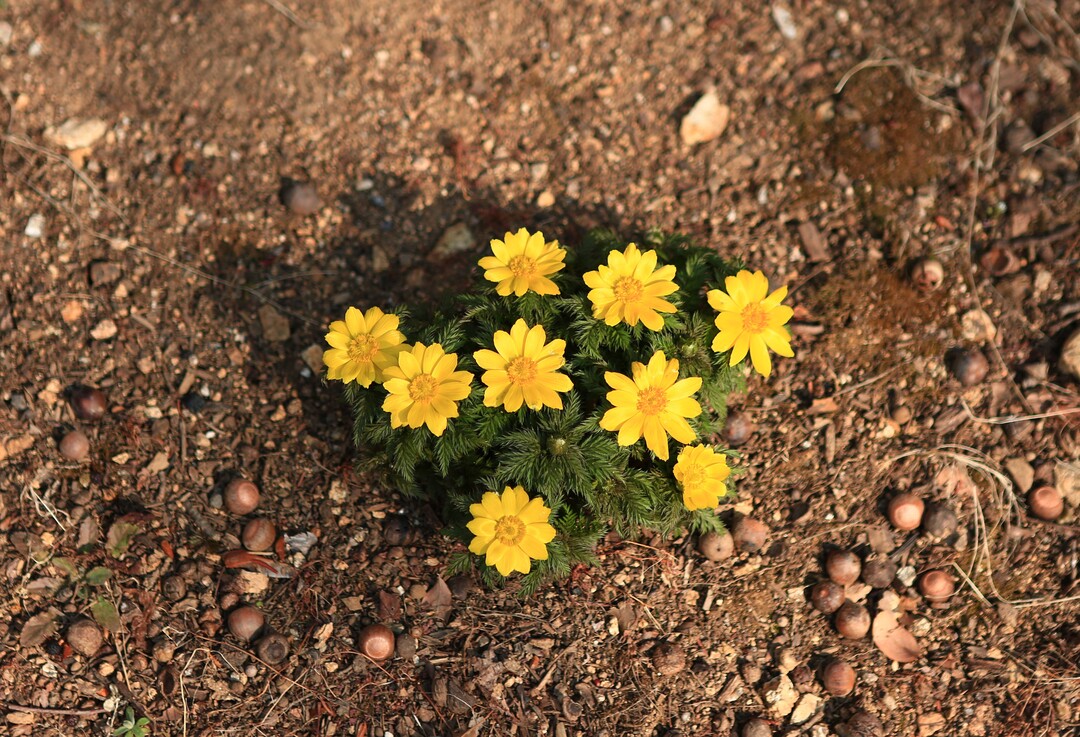 인천대공원에도 봄소식이 도착했다......
