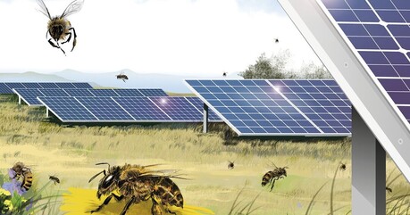 태양광 패널과 벌의 공존, 