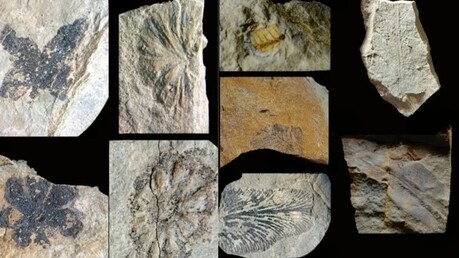 2억 4천만 년 전의 기록, 멘도사의 화석이 밝혀낸 지구의 과거와 미래