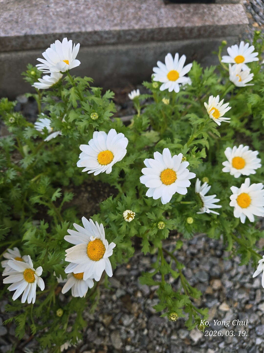 오정구청 근처의 한 카페 화단의 꽃들이 너무 이쁘게 피어 손님들에게 인사를 건네고 있네요~