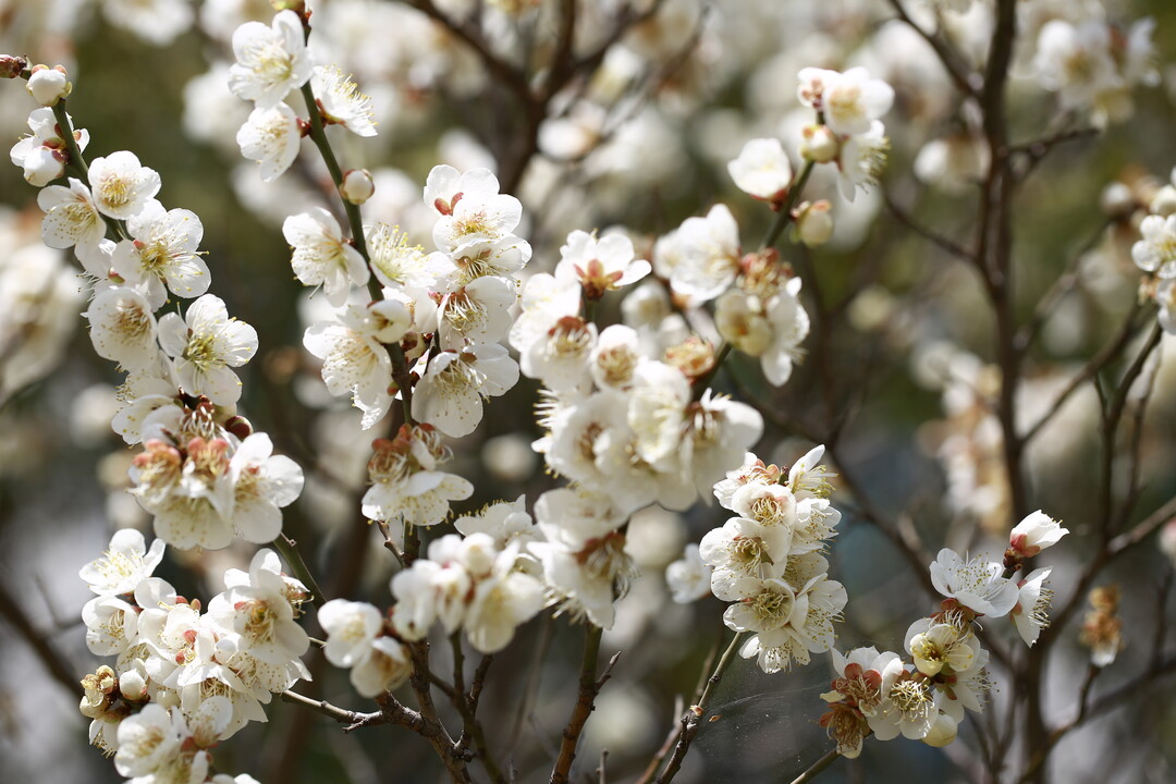 여의도 국회의사당은 벚꽃들이 만개했습니다.