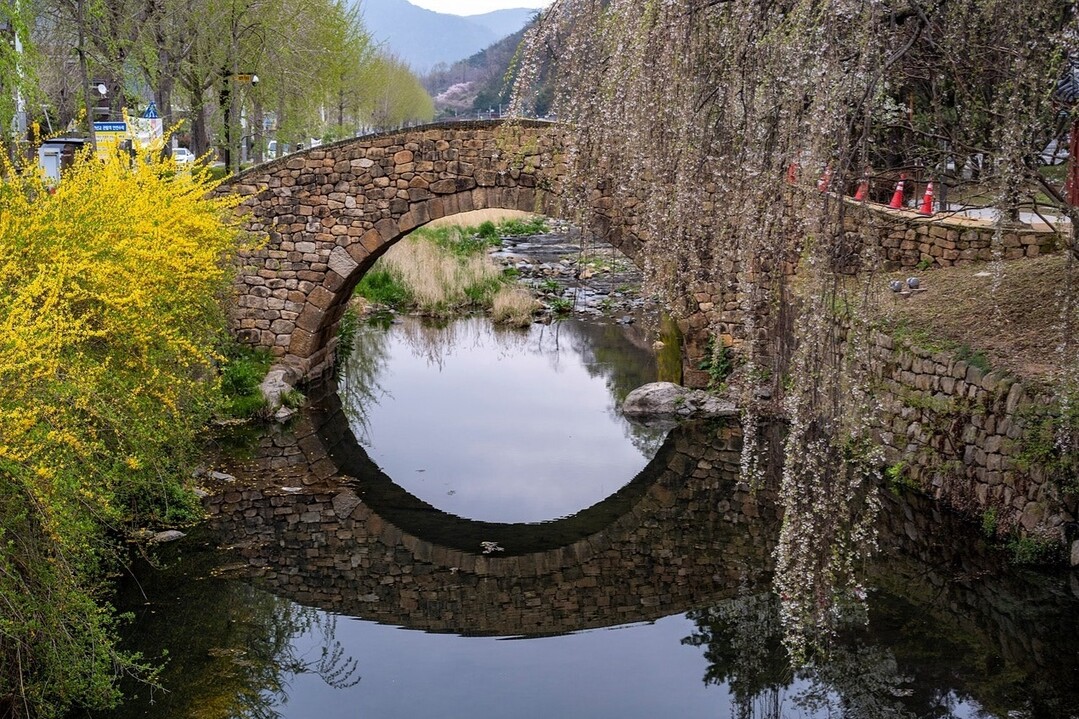 오염됐던 하천의 물이 맑아지니 개나리와 벚꽃이 하천 주변서 활짝 피었다